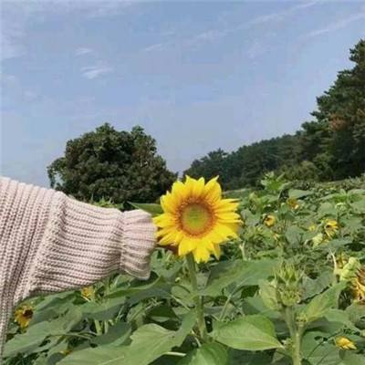 黑暗森林vr手机版下载